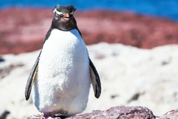 Penguin in Argentina — Stock Photo, Image