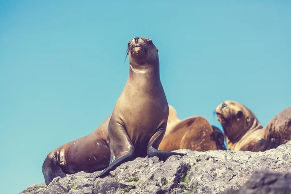 Manada de leões marinhos — Fotografia de Stock