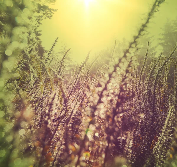 Fondo soleado del prado — Foto de Stock