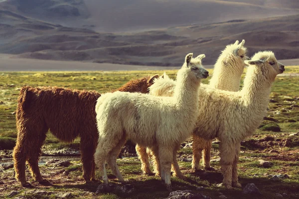 Rebaño de Llamas en Argentina — Foto de Stock