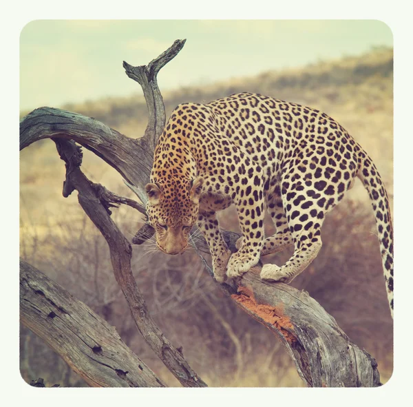 Leopard ruht auf Baum — Stockfoto