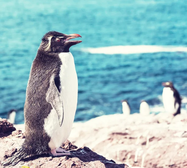 Pinguim Rockhopper em Argentina — Fotografia de Stock