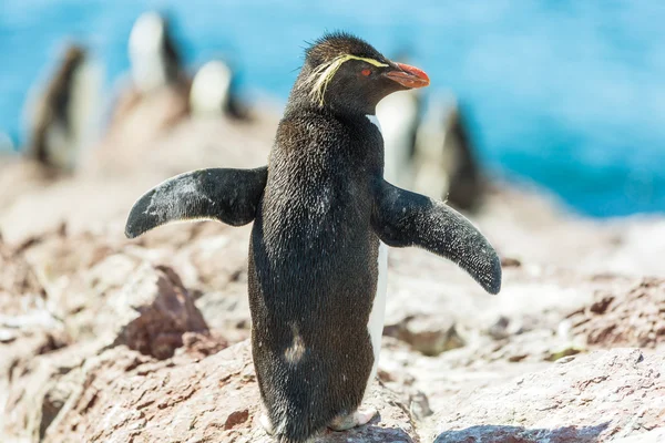 Rockhopper pingvin Argentínában — Stock Fotó