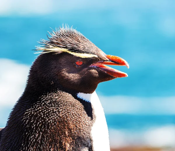 Pinguim Rockhopper em Argentina — Fotografia de Stock