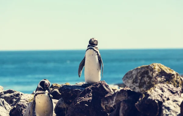 Pingüinos magallánicos en la Patagonia — Foto de Stock