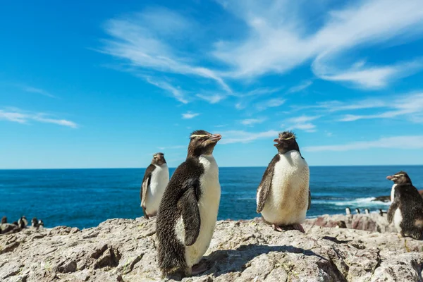 Rockhopper pinguïns in Argentinië — Stockfoto