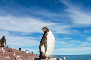 Rockhopper penguenler Arjantin