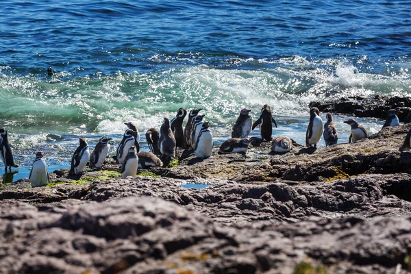 Pingouins de Magellan en l'Argentine — Photo