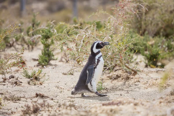 Pingüino magallánico en la Patagonia — Foto de Stock