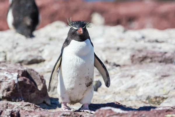 Rockhopper pinguïn in Argentinië — Stockfoto