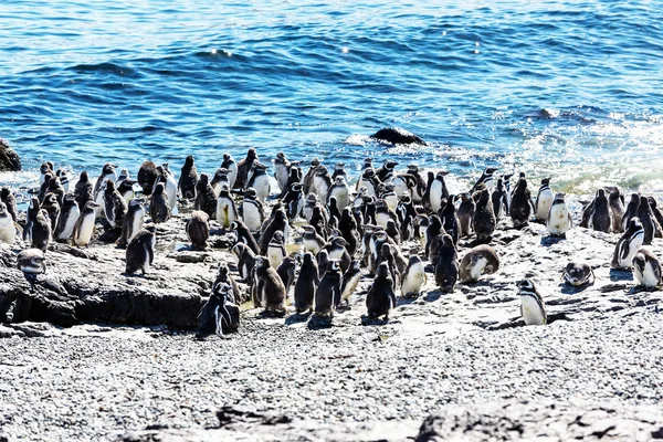 Pingüinos magallánicos en Argentina — Foto de Stock