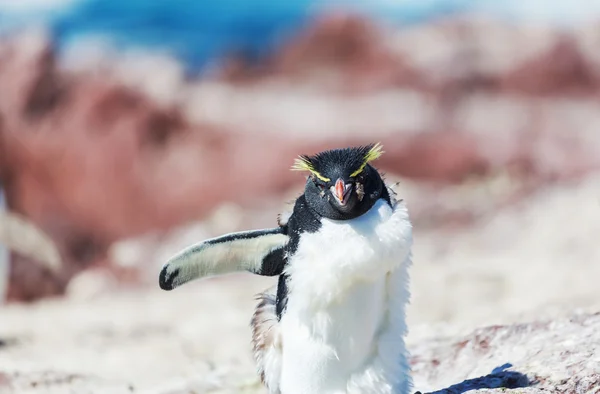 Rockhopper penguin i Argentina — Stockfoto