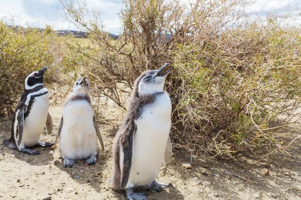Магелланові пінгвінів в Патагонії — стокове фото