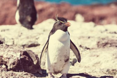 Rockhopper penguen Arjantin