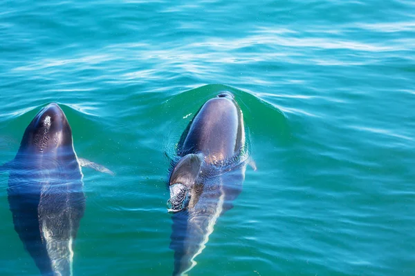 Delfiny w wody oceanu — Zdjęcie stockowe