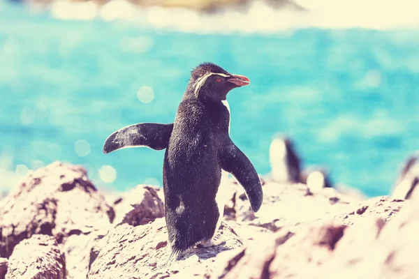 Pingwin magellański w Patagonii — Zdjęcie stockowe