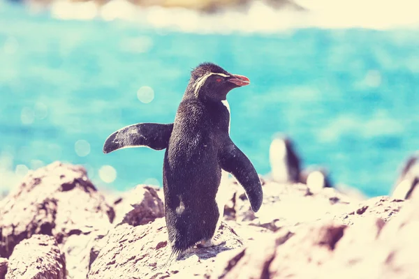 Pingüino magallánico en la Patagonia —  Fotos de Stock