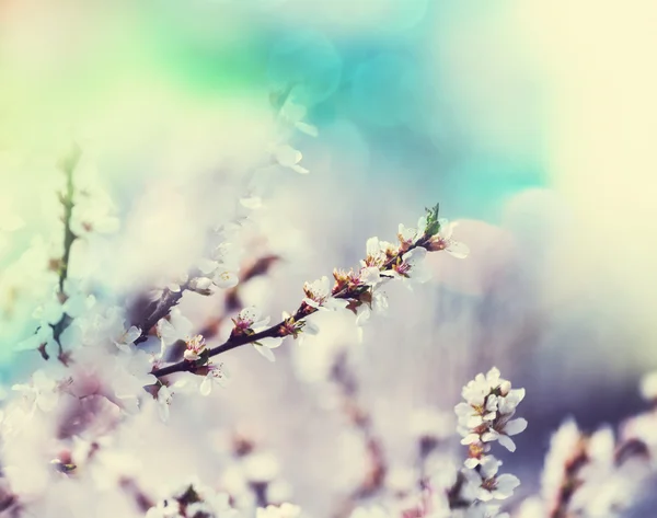 흰 벚꽃 — 스톡 사진