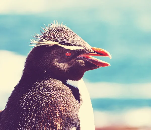 Rockhopper pinguïn in Argentinië — Stockfoto