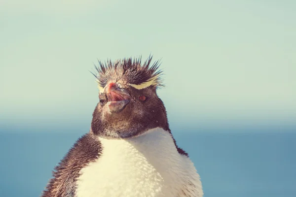 Rockhopper pingvin Argentínában — Stock Fotó