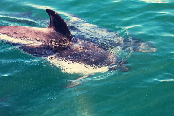 Delfín en el agua del océano —  Fotos de Stock