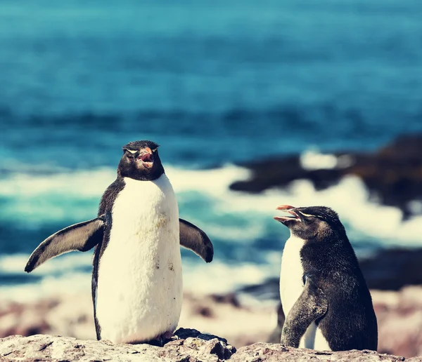 Rockhopper tučňáků v Argentině — Stock fotografie