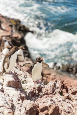 Rockhopper penguins in Argentina clipart
