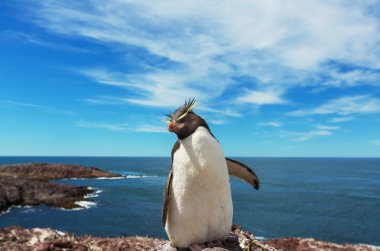 Rockhopper penguen Arjantin
