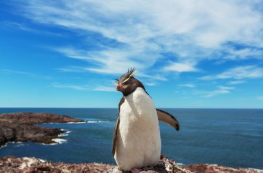 Rockhopper penguin in Argentina clipart