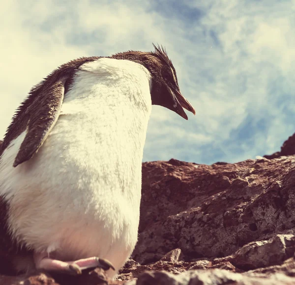 Pinguim Rockhopper em Argentina — Fotografia de Stock