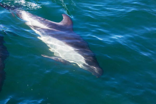 Delfín en el agua del océano — Foto de Stock