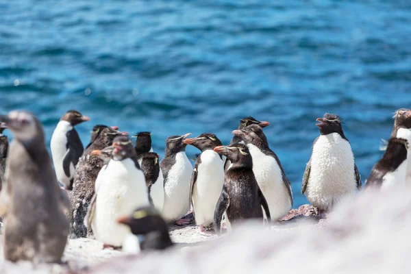 Rockhopper penguins in Argentina — Stock Photo, Image