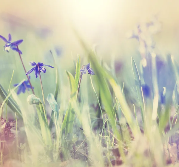 Frühlingsblumen und Gras — Stockfoto