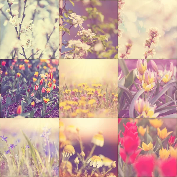 Jarní květiny koláž — Stock fotografie
