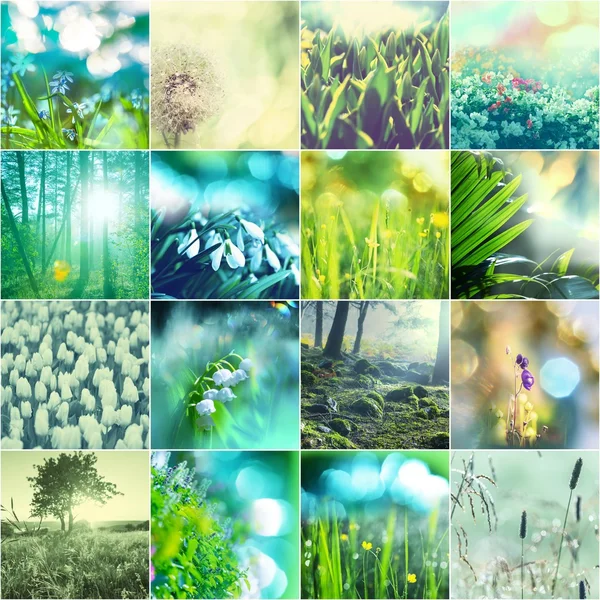 Collage von Frühlingsblumen — Stockfoto