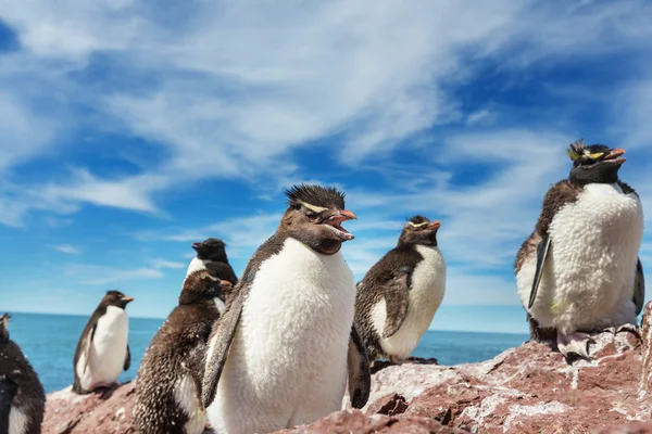 เพนกวินร็อคฮอปเปอร์ในอาร์เจนตินา — ภาพถ่ายสต็อก