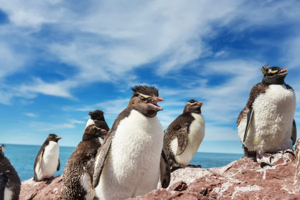 Rockhopper penguins in Argentina — Stock Photo, Image