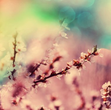 Çiçek açan kiraz dalları