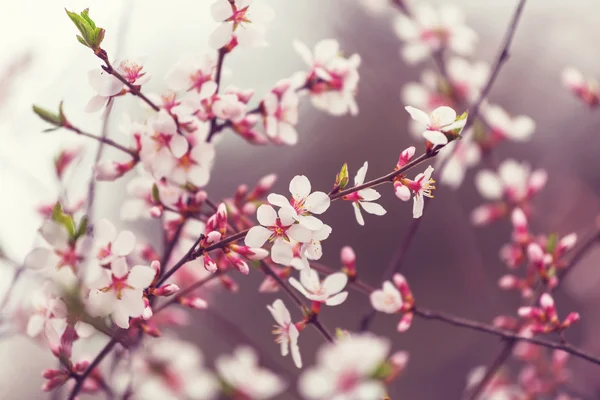 Branches de cerisier en fleurs — Photo