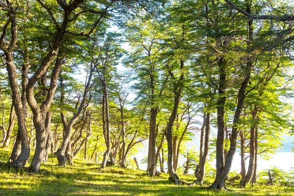 Bosque verde de verano —  Fotos de Stock