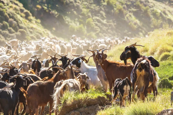 Wilde geiten kudde — Stockfoto