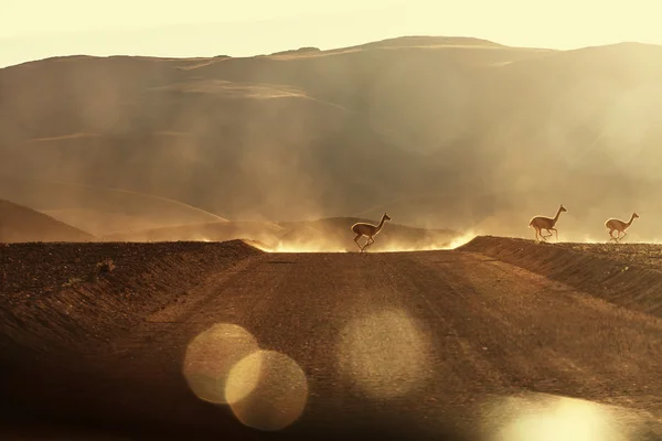 Guanaco llamas en Patagonie — Photo