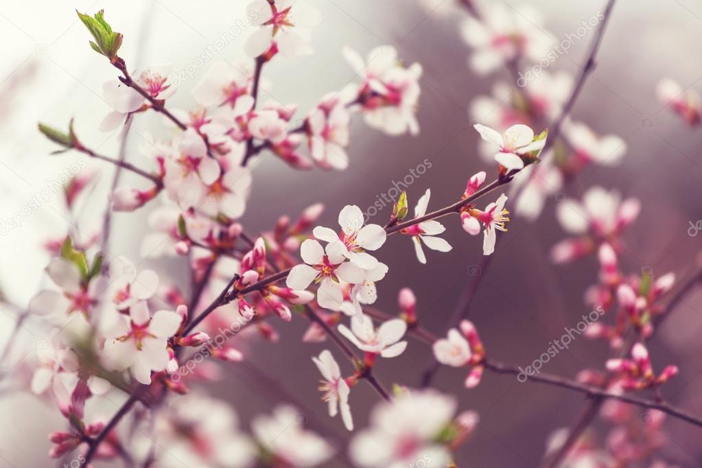 Blossoming  cherry branches