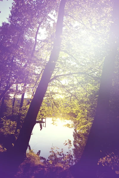 Sommaren sjö i skogen — Stockfoto