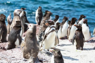 Macellan penguenleri Patagonya '