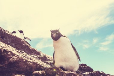 Rockhopper penguen Arjantin