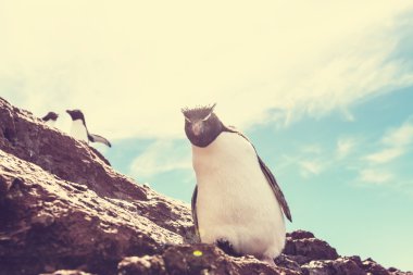 Rockhopper penguin in Argentina clipart