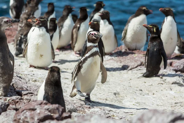 Pingouins de Magellan en Patagonie — Photo