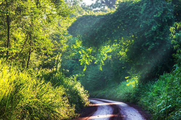 Дорога в зеленых джунглях — стоковое фото