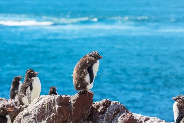 Rockhopper pingwiny w Argentynie — Zdjęcie stockowe